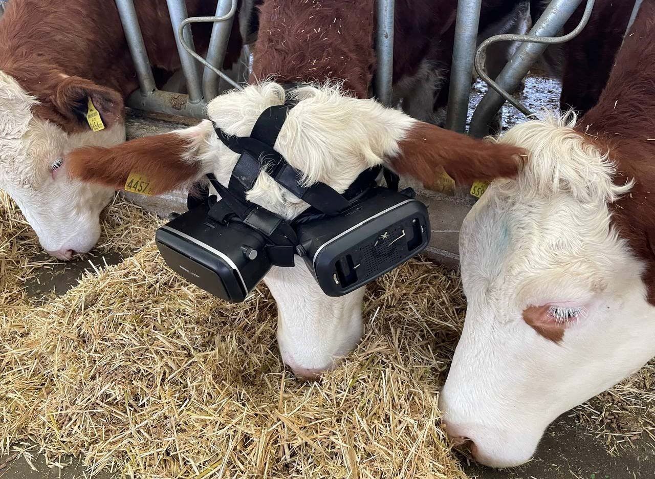 /turkish-farmer-uses-virtual-reality-for-healthier-milk-production feature image